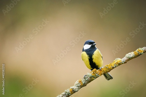 Great Tit, Parus major, black and yellow songbird