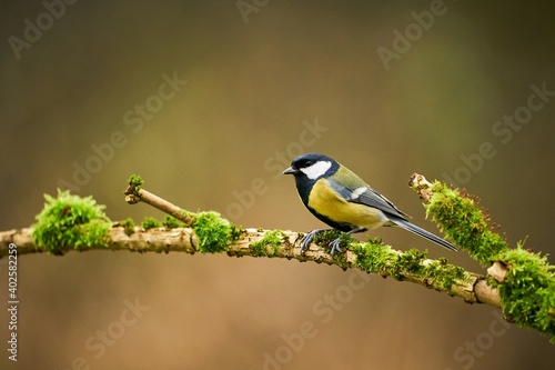 Great Tit, Parus major, black and yellow songbird sitting on the nice lichen tree branch