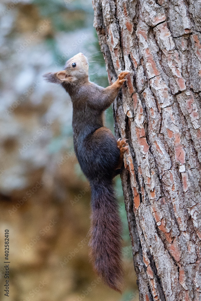 Squirrel looks into the camera. Squirrel on a background of grass. Close-up
Squirrel looks into the camera. Squirrel on a background of grass. Close-up