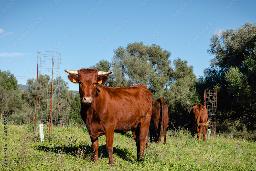 Naklejka premium Retrato de una vaca en el campo