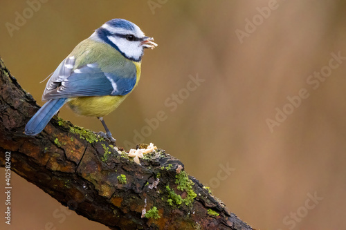 Blue tit at a feeding place at the Mönchbruch pond in a natural reserve in Hesse Germany. Looking for food in winter time.