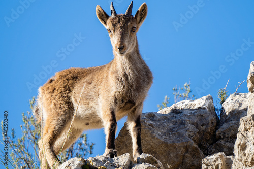 Pyrenean ibex in the sierra de malaga (spain)
