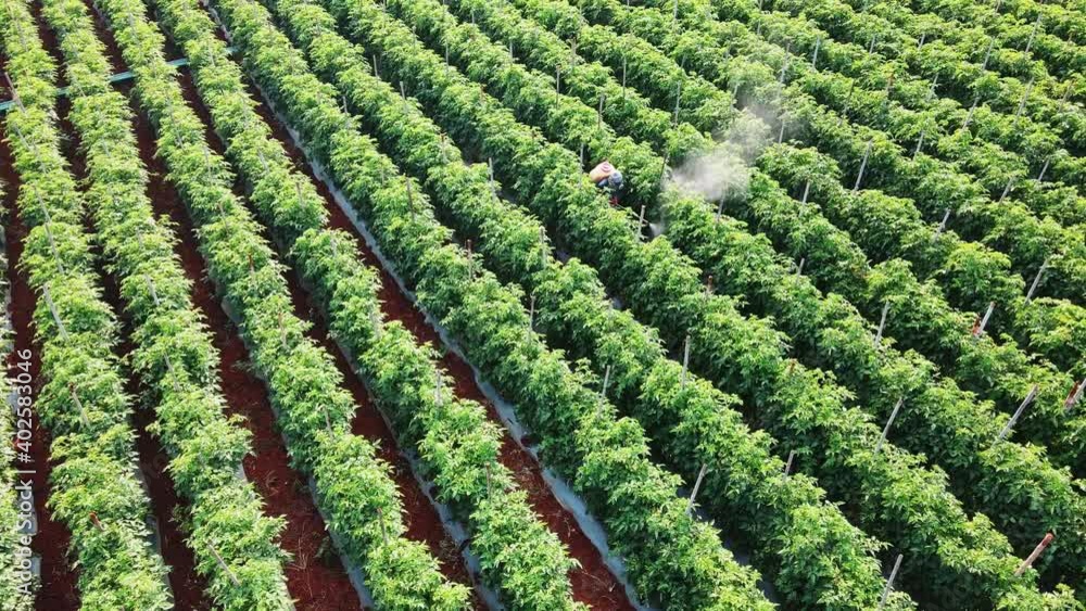 Aerial view of gardener spraying pesticide in farmland. Drone shot flying. Aerial view of gardener spraying pesticide in farmland. Drone shot flying.