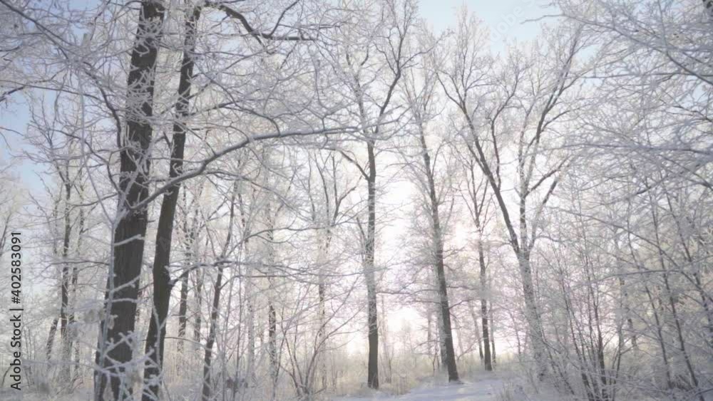 Beautiful winter forest with branches covered with frost and snow Beautiful winter forest with branches covered with frost and snow