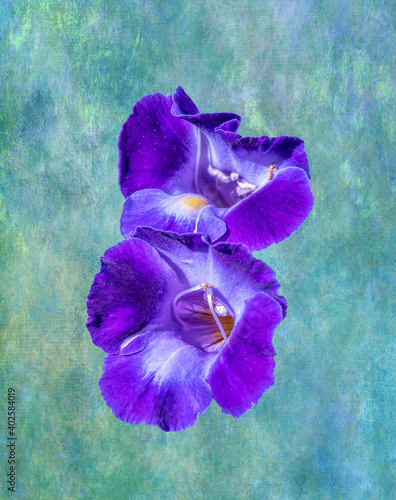 Blue torenia blooms against texture background photo