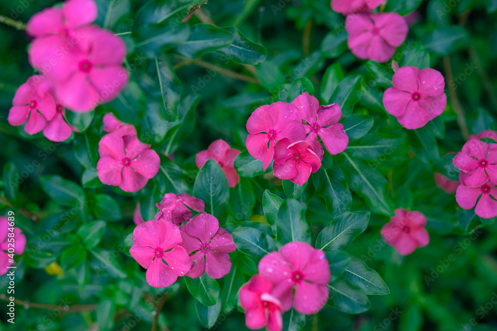 FLORES FLORES