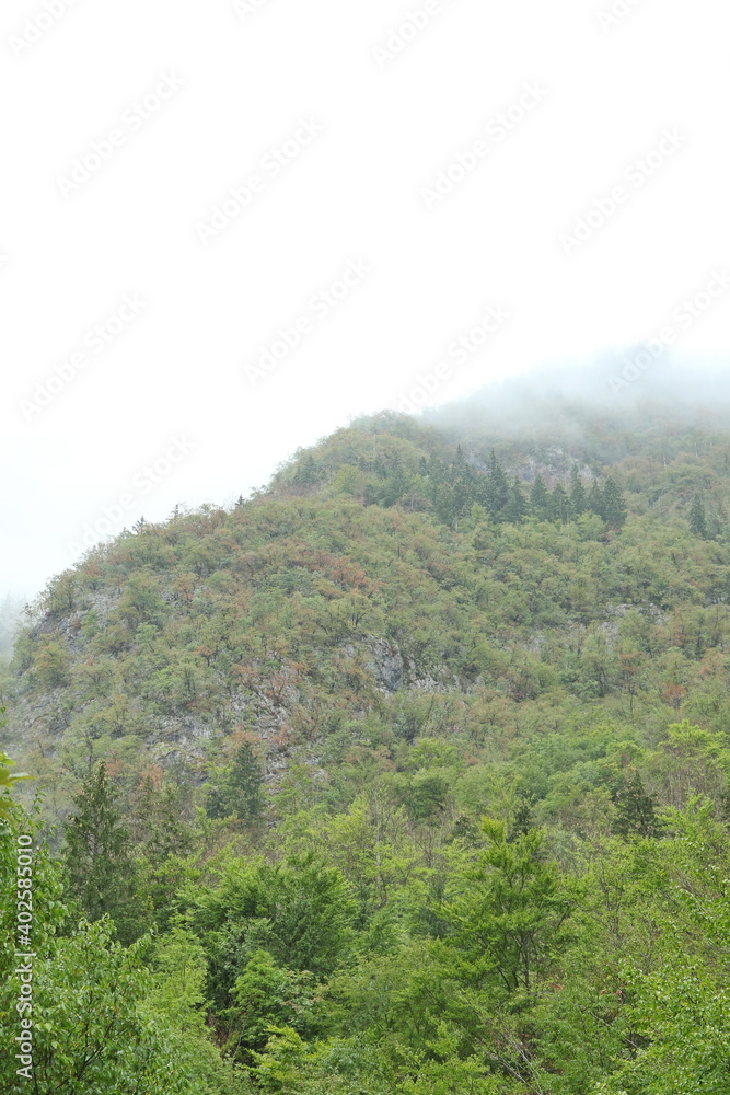 Dense clouds on a mountain slope with trees, Bohinj, Slovenia, Europe Dense clouds on a mountain slope with trees, Bohinj, Slovenia, Europe