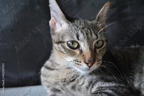 portrait of a cat