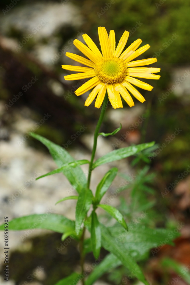 Flowering Buphthalmum salicifolium, Slovenia Flowering Buphthalmum salicifolium, Slovenia