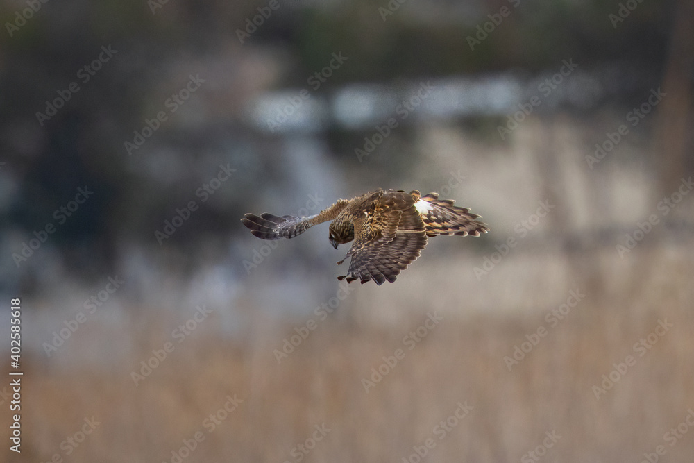 Obraz premium Extremely close view of a female hen harrier about to dive on a prey, seen in the wild in North California