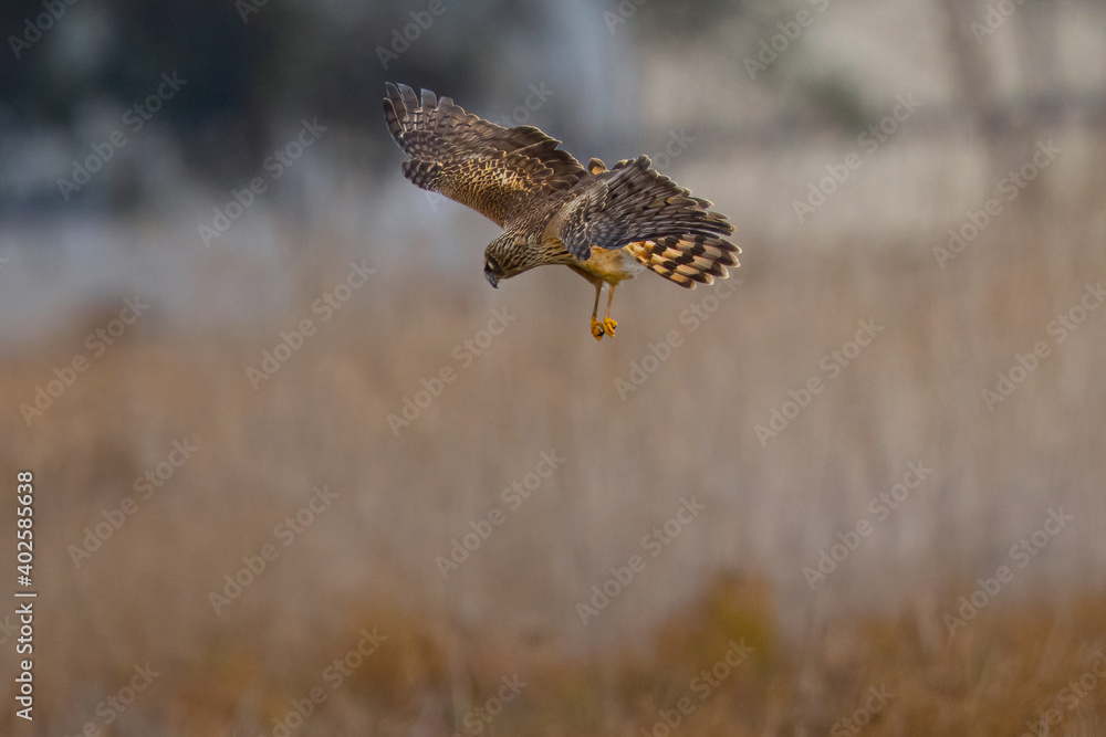 Obraz premium Extremely close view of a female hen harrier about to dive on a prey, seen in the wild in North California