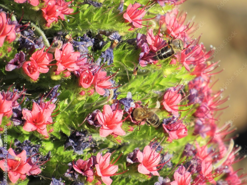 abeja sobre flores de tajinaste del teide