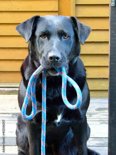 portrait of a dog ready for walking, with rope