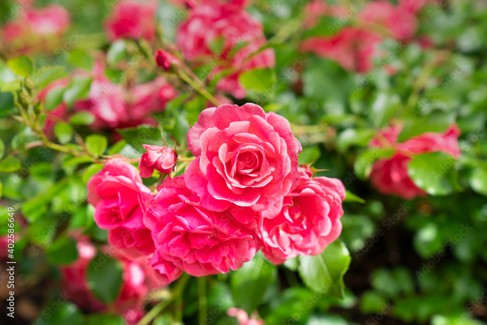 Obraz premium pink roses in garden