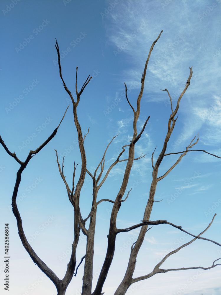Obraz premium Dead Standing Oak Tree Branches with Blue Sky