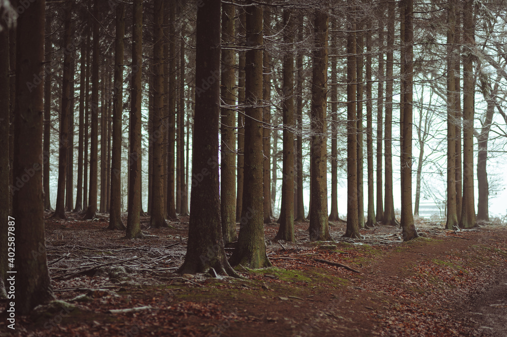 L'hiver dans la forêt L'hiver dans la forêt