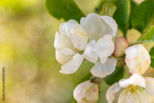 Apple blossom branch of flowers cherry. White flower buds on a tree. Beautiful atmospheric abstract postcard with copy space. Concept of early spring, bright happy day