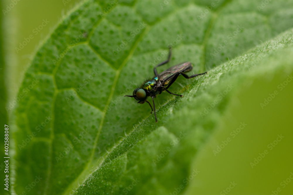 Macro of small, black-green fly sitting on a leaf Macro of small, black-green fly sitting on a leaf