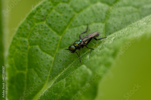 Macro of small, black-green fly sitting on a leaf