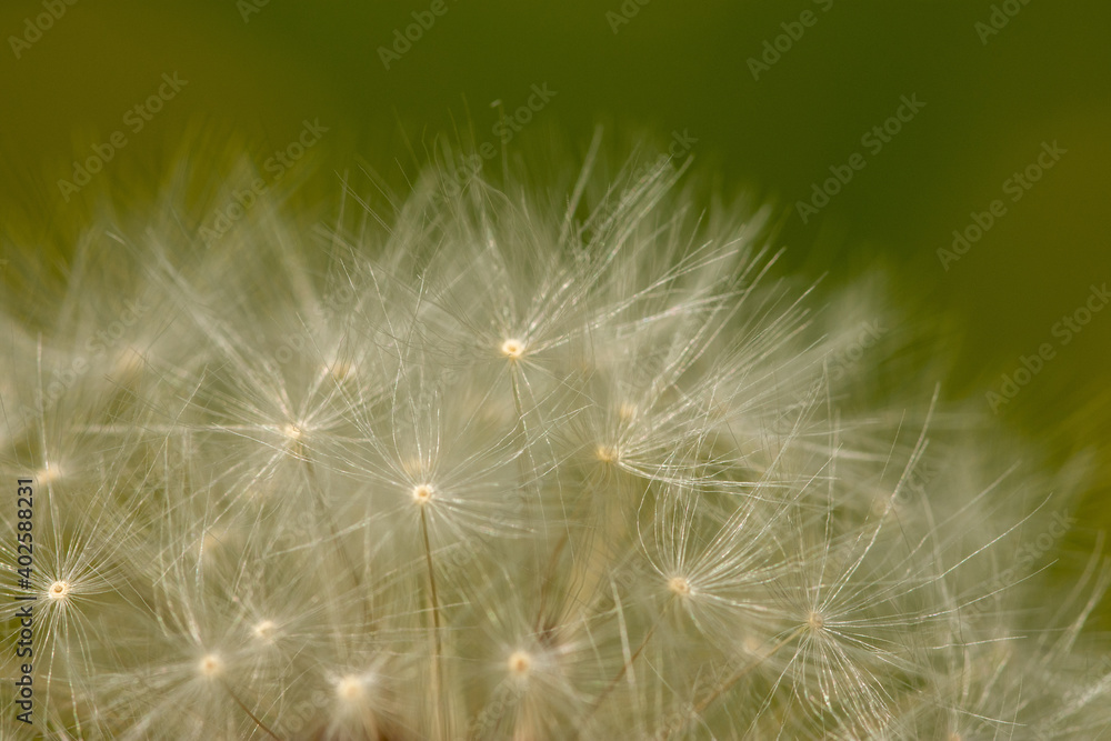 Fototapeta premium Macro of Taraxacum officinale, the common dandelion head with fruits (parachutes)