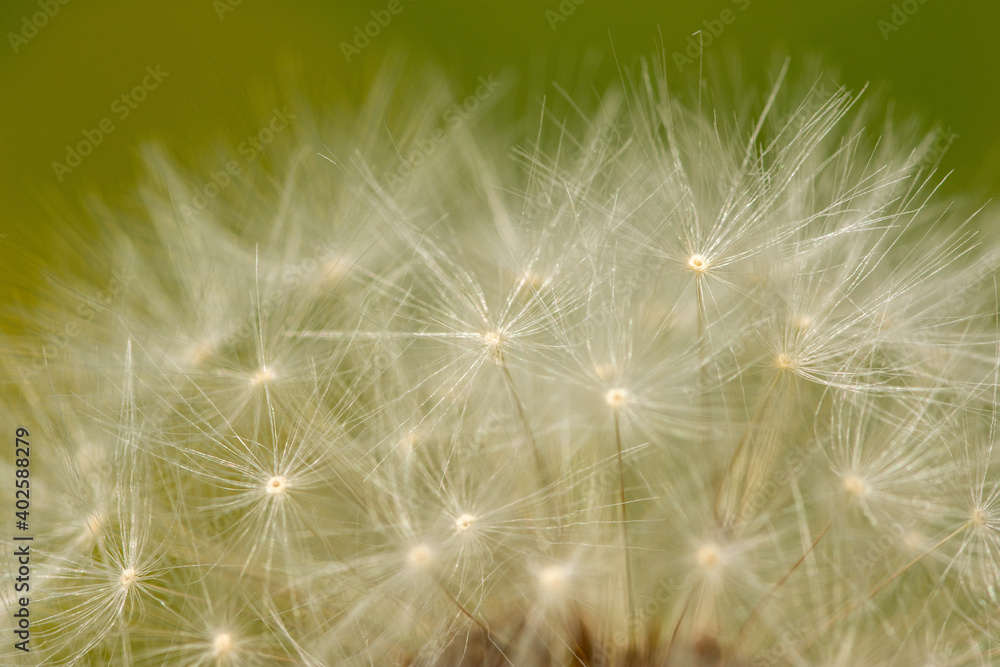 Fototapeta premium Macro of Taraxacum officinale, the common dandelion head with fruits (parachutes)