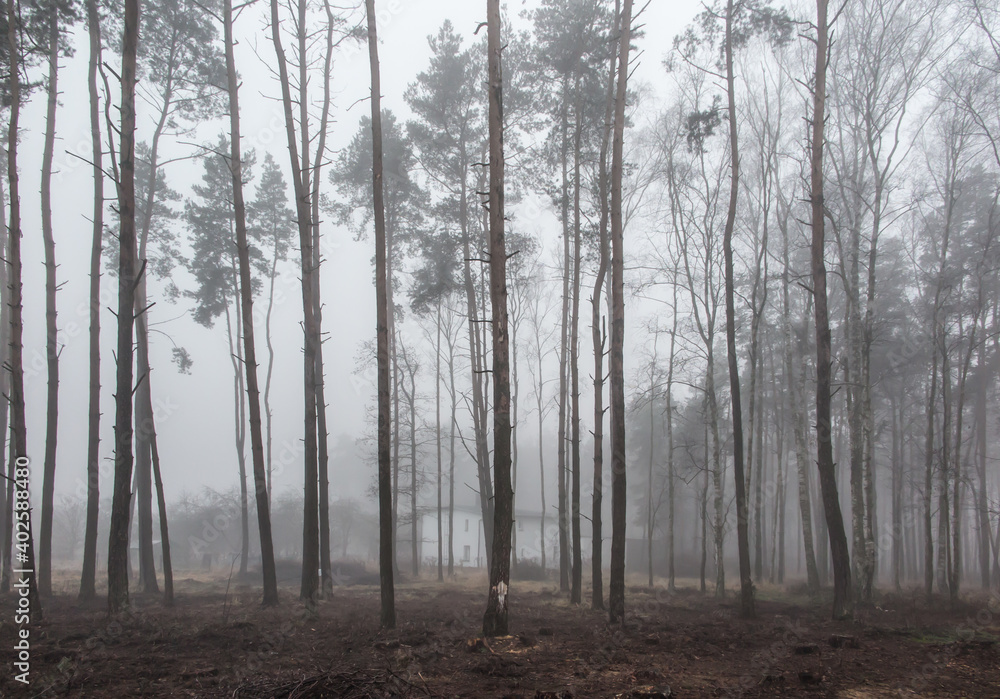 Naklejka premium fog in the forest creating a gloomy image