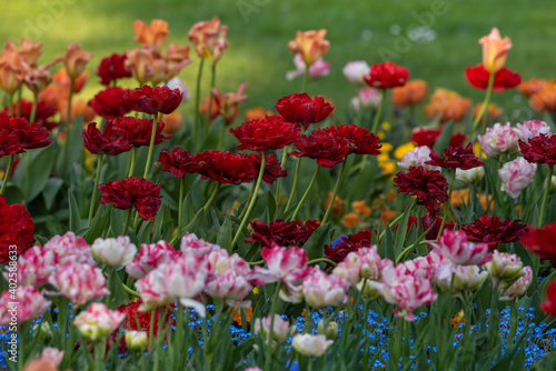 Blumenfeld   Tulpen