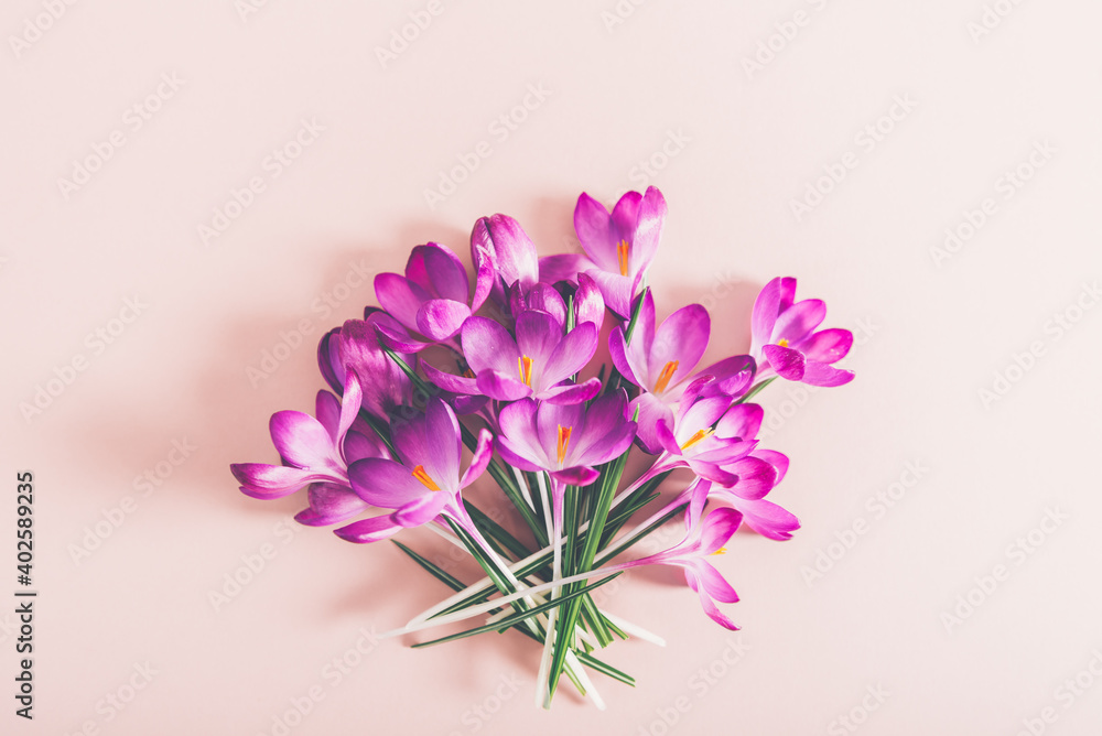 Creative layout pattern made with spring crocus flowers on pink background. Flat lay. Spring minimal concept.