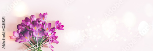Creative layout pattern made with spring crocus flowers on pink background. Flat lay  banner size. Spring minimal concept.