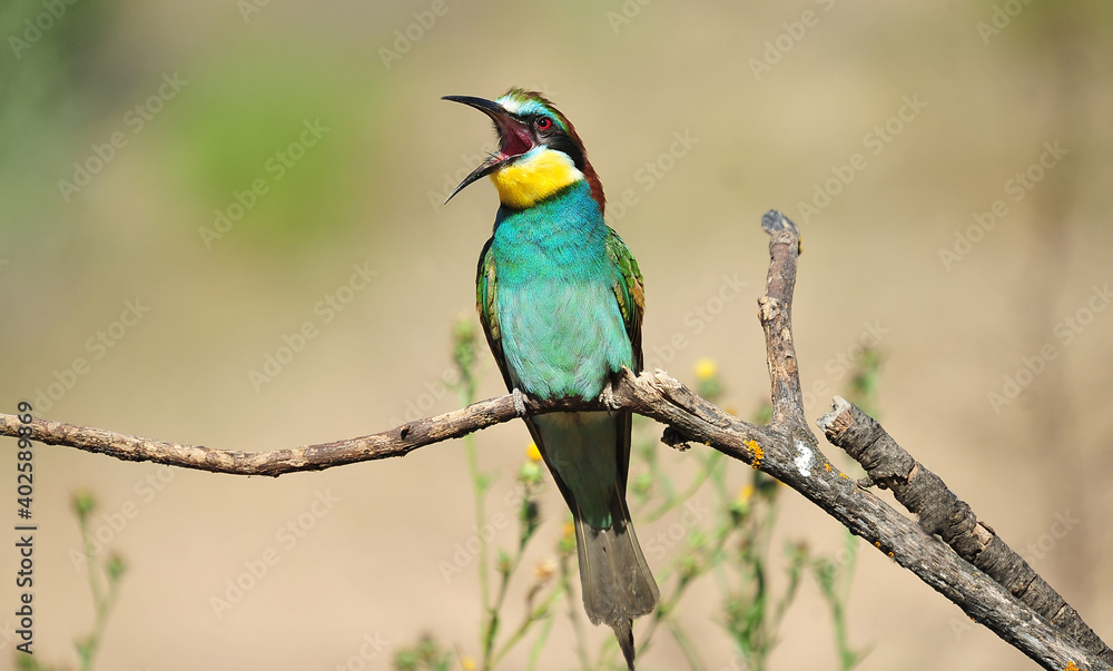 un precioso abejaruco de colores en una rama de un arbol