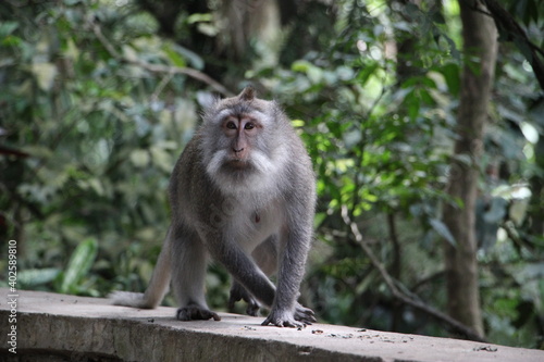 Long tailed macaque  Bali, Indonesia © OneLove