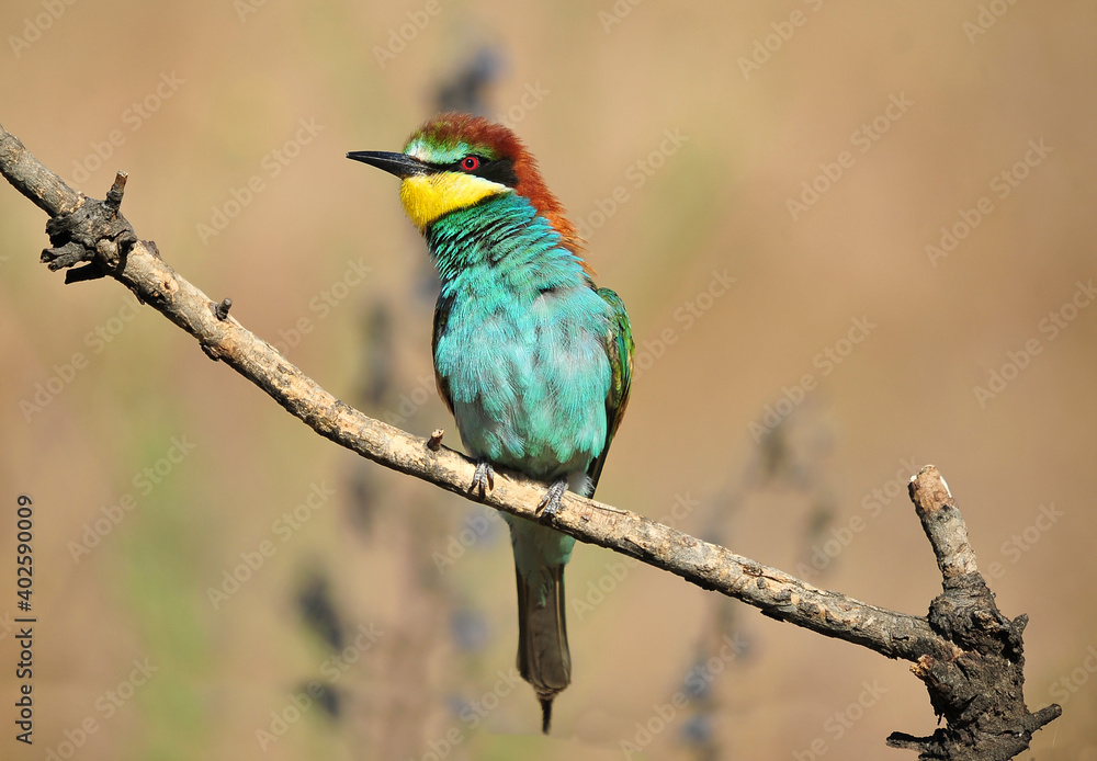 un precioso abejaruco de colores en una rama de un arbol un precioso abejaruco de colores en una rama de un arbol