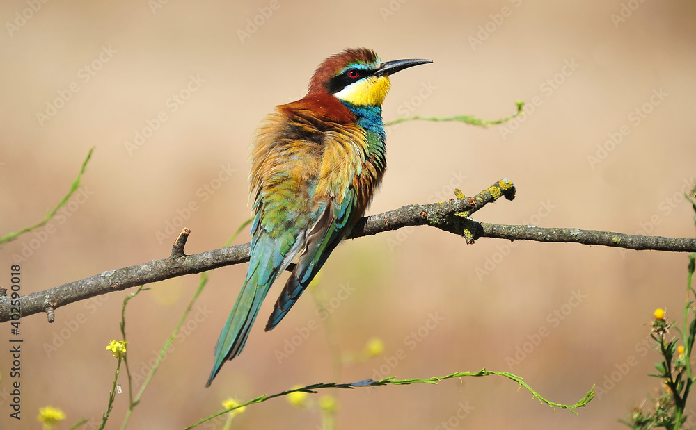 un precioso abejaruco de colores en una rama de un arbol un precioso abejaruco de colores en una rama de un arbol