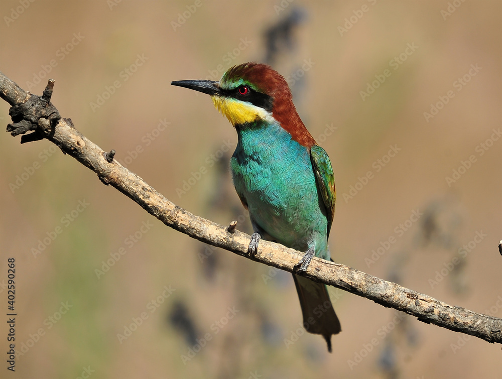 un precioso abejaruco de colores en una rama de un arbol un precioso abejaruco de colores en una rama de un arbol