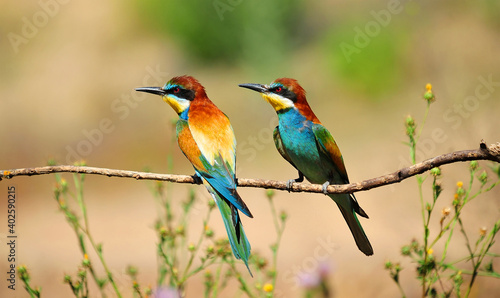 un precioso abejaruco de colores en una rama de un arbol