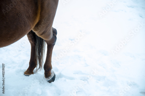 A closeup photograph of horse legs and feet as they stand in the crisp winter snow.