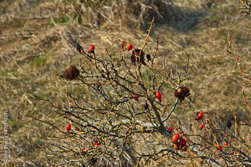 Closeup of a bedeguar gall on a wild rose, caused by a gall wasp Diplolepis rosae photo