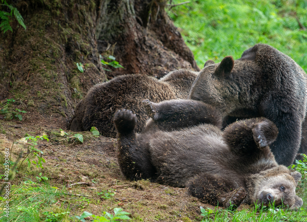Brown Bears Lazing About at Anan Creek, Alaska Brown Bears Lazing About at Anan Creek, Alaska
