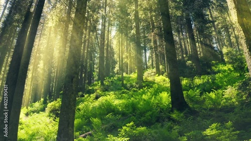Nature forest sun morning flower mystery beautiful floral
