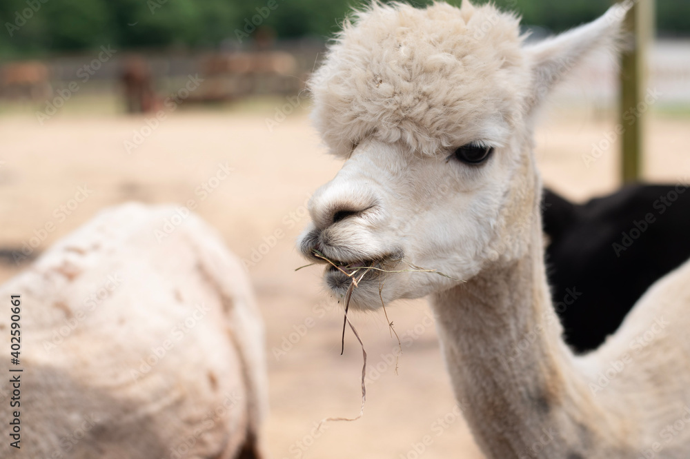 close up of an alpaca