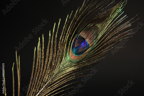 Canvas Print Peacock feather isolated on a black background
