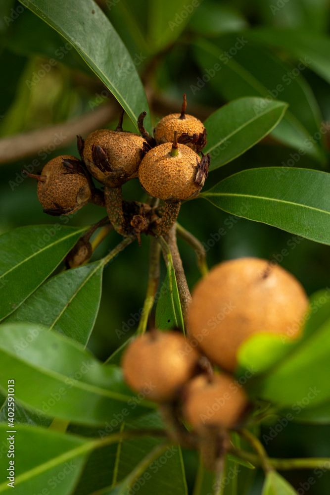 Fototapeta premium chickoo sapodilla fruits ripe on tree with green leafs in sunlight