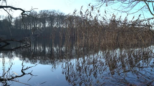 Tranquility at lake Huwenowsee with reeds moving gently in the winter wind