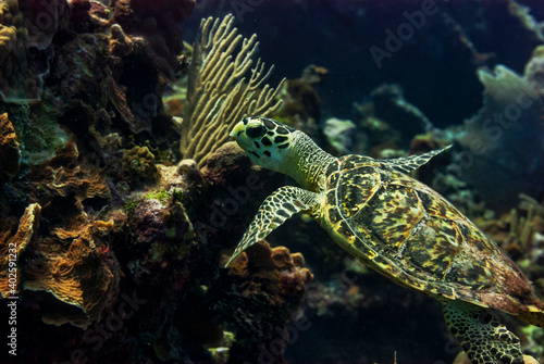 Side view of a Green turle cruising in the waters of Little Cayman © Focused Adventures
