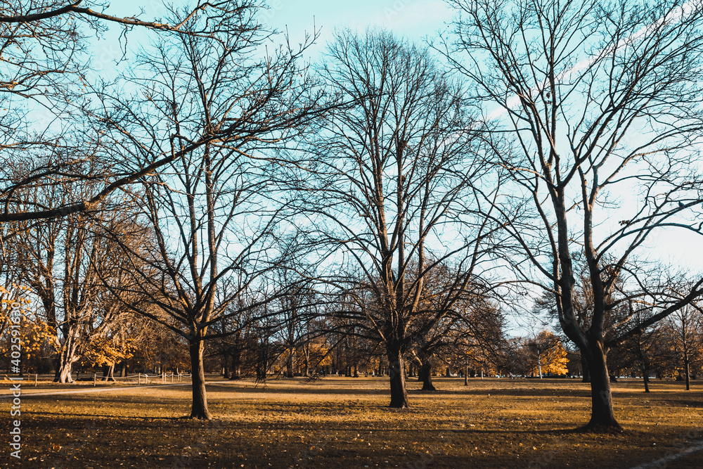 Trees and landscape in Hyde Park, London, UK Trees and landscape in Hyde Park, London, UK
