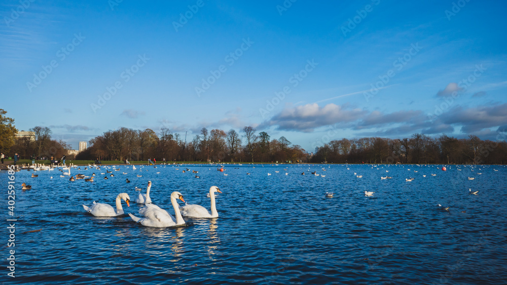 Birds and landscape of Hyde Park in London, UK Birds and landscape of Hyde Park in London, UK