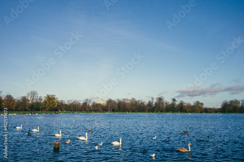 Birds and landscape of Hyde Park in London, UK © Mark Zhu