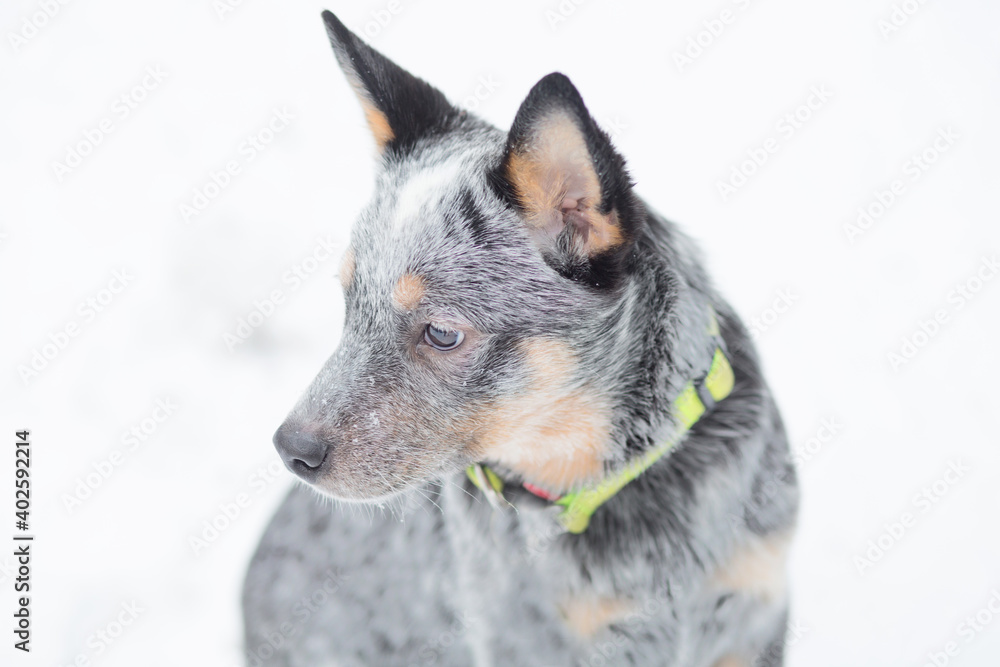  Sad Healer puppy sit in winter. close up Australian sheepdog and snowfall