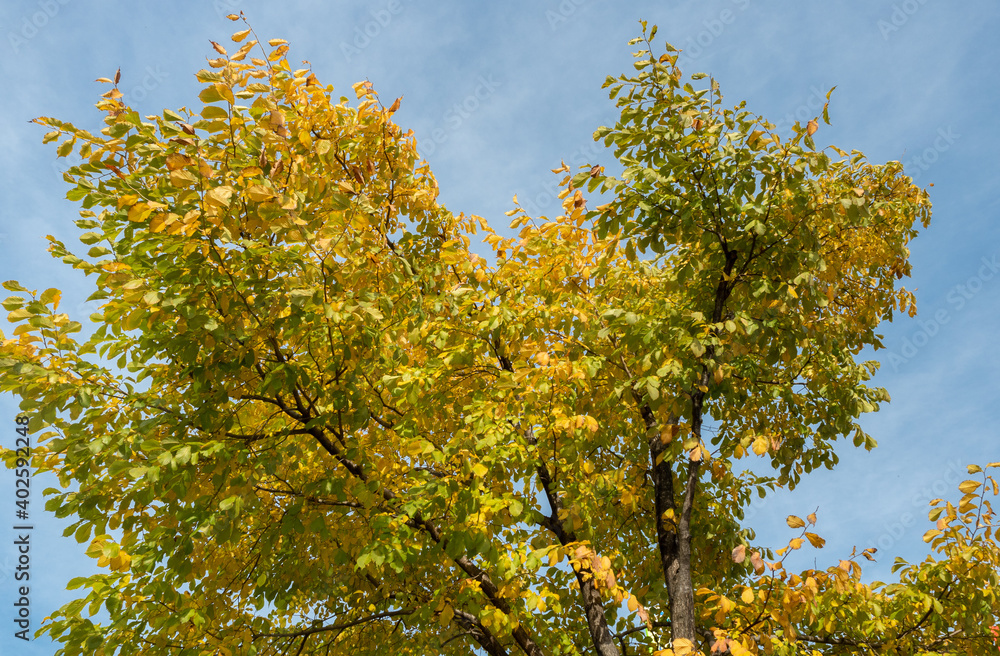 Trees change color and blue sky Trees change color and blue sky