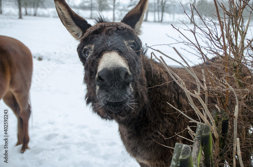 A donkeys head and a snow covered background